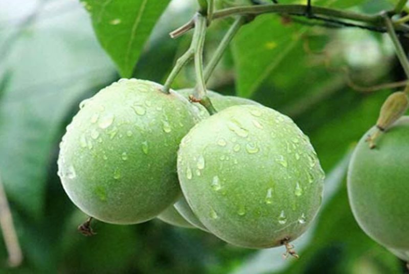 Why Monk Fruit is the Next Best All Natural Sweetener